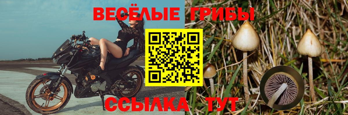 Галлюциногенные грибы Cubensis  Вход с VPN  Балашов 